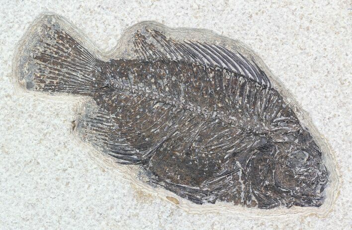 Cockerellites (Priscacara) Fossil Fish - Wyoming #51062